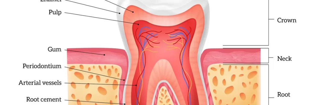 ریشه دندان در معرض: علائم و درمان